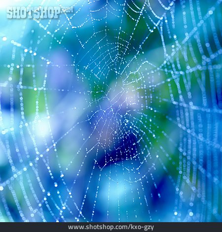 
                Spinnennetz, Netz, Tau                   