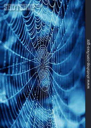 
                Spinnennetz, Blau                   