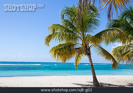 
                Palmen, Karibik, Südsee, Dominikanische Republik                   