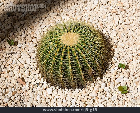 
                Kaktus, Echinocactus Grusonii                   