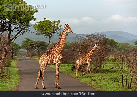 
                Giraffe, Kruger-nationalpark                   
