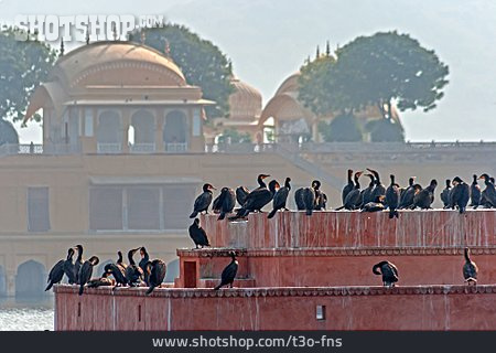
                Palast, Jaipur, Jal Mahal                   