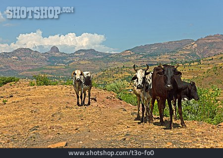
                Kühe, äthiopien                   
