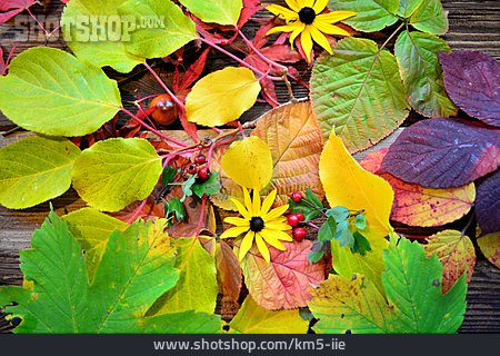 
                Herbstlaub, Herbstblätter, Herbstfärbung                   