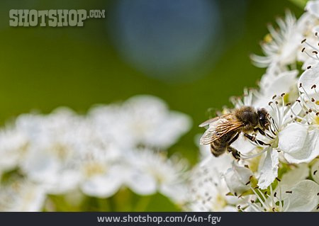 
                Honigbiene, Bestäubung, Weißdorn                   