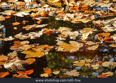 
                Teich, Jahreszeit, Herbstblätter                   