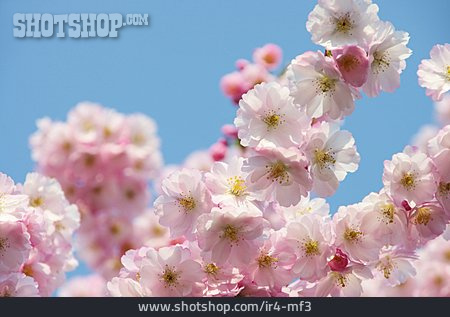 
                Kirschblüte, Zierkirsche                   