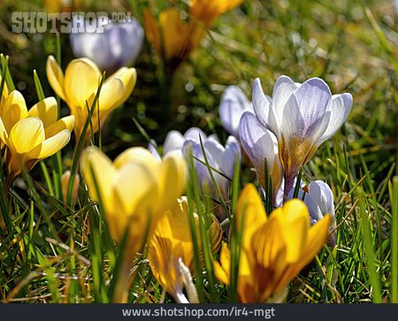 
                Krokus, Wildblume, Frühjahrsblüher                   