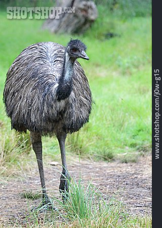 
                Emu                   