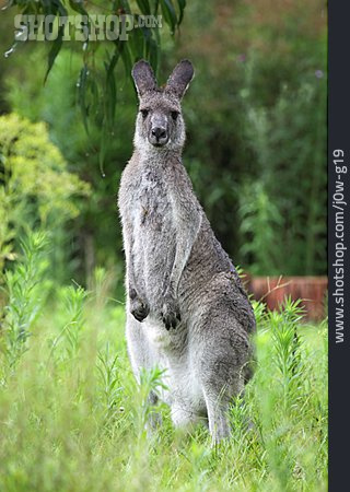 
                Neugier & Erwartung, Känguru                   