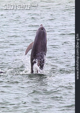 
                Delfin, Burrunan-delfin                   