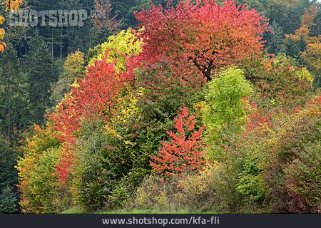 
                Kirschbaum, Herbstfärbung, Laubfärbung                   