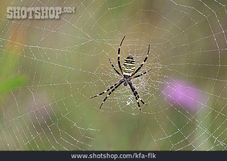 
                Spider Web, Wasp Spider, Bicycle Net Spider                   