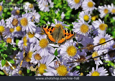 
                Schmetterling, Kamille, Kleiner Fuchs                   