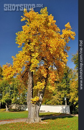 
                Tulpenbaum, Herbstfärbung                   