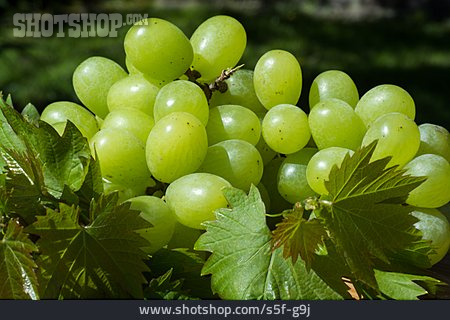 
                Früchte, Wein, Trauben, Weintrauben, Weinanbau                   