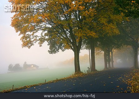 
                Herbst, Nebel                   