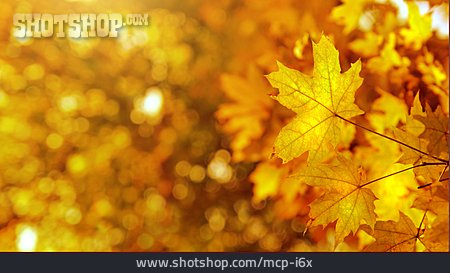 
                Hintergrund, Herbstlaub                   
