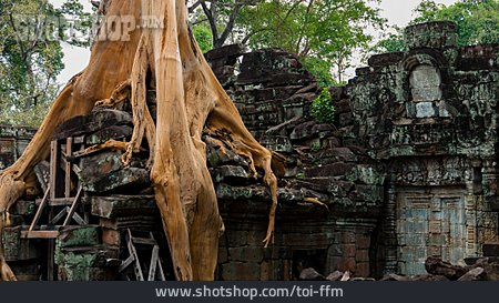 
                Ruine, Angkor Wat, Ta Phrom                   