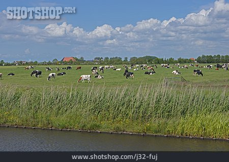 
                Kuh, Kuhherde, Holland                   