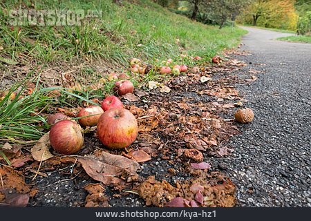 
                Apfel, Fallobst                   