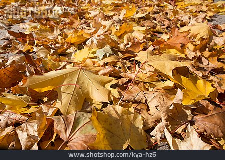 
                Herbstlaub, Herbstfärbung, Ahornlaub                   