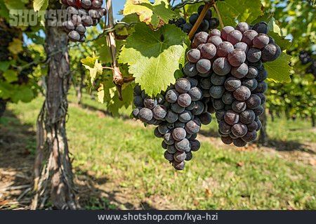 
                Weinbau, Rote Trauben, Weinlaub                   