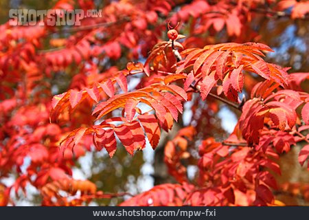 
                Herbstfärbung, Eberesche                   