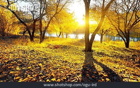 
                Herbst, Fluss, Goldener Herbst                   
