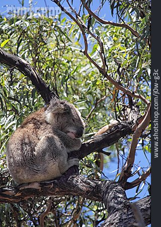 
                Koalabär                   