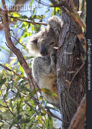 
                Koalabär, Beuteltier                   