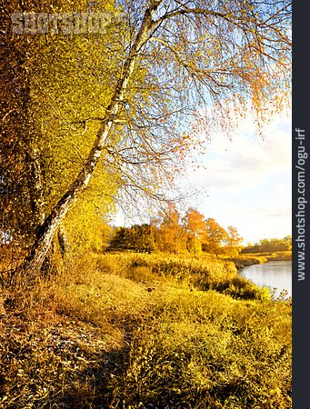 
                Fluss, Birke, Herbstfärbung                   