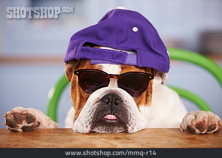 
                Humor & Skurril, Sonnenbrille, Bulldogge                   