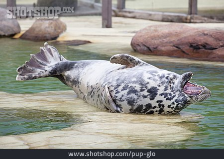 
                Gray Seal, Seal Sanctuary                   