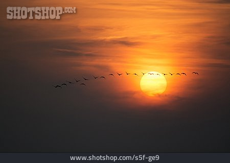 
                Sonnenuntergang, Zugvogel                   