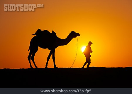 
                Wüste, Kamel, Thar                   