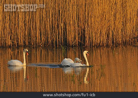 
                Schilf, Schwan, Höckerschwan                   