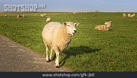
                Schafe, Schafsweide                   