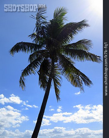 
                Tropisch, Palme, Kokospalme                   