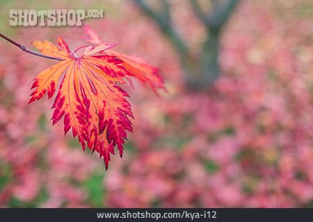 
                Jahreszeit, Herbstblatt, Herbstfärbung                   