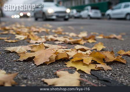 
                Herbstlaub, Straße                   