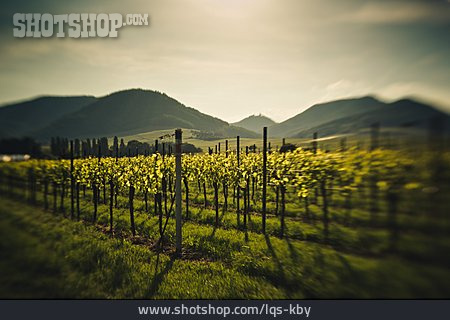 
                Weinreben, Weinanbau                   