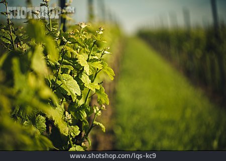 
                Landwirtschaft, Weinreben                   