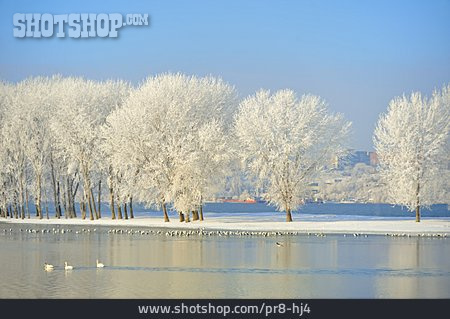
                Winter, Fluss, Baumreihe, Donau                   