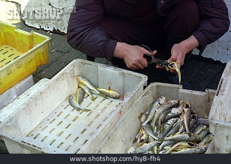 
                Fisch, Markt, Fangfrisch                   