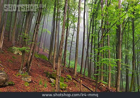 
                Wald, Rotbuche, Buchenwald                   