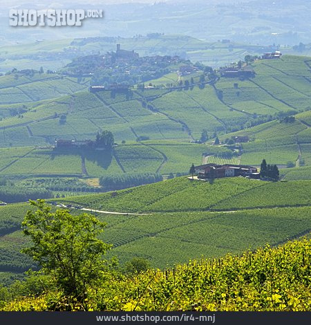
                Weinbau, Italien, Barolo                   
