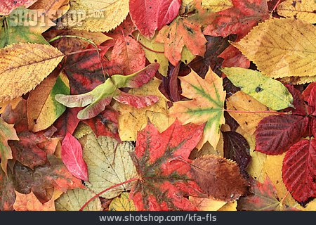 
                Herbst, Herbststimmung, Laubfärbung, Laubblatt                   