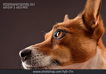 
                Portrait, Jack Russell Terrier                   