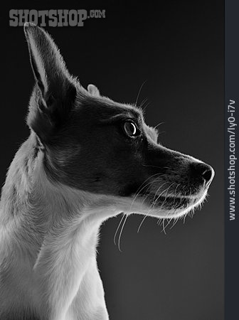 
                Tierportrait, Jack Russell Terrier                   
